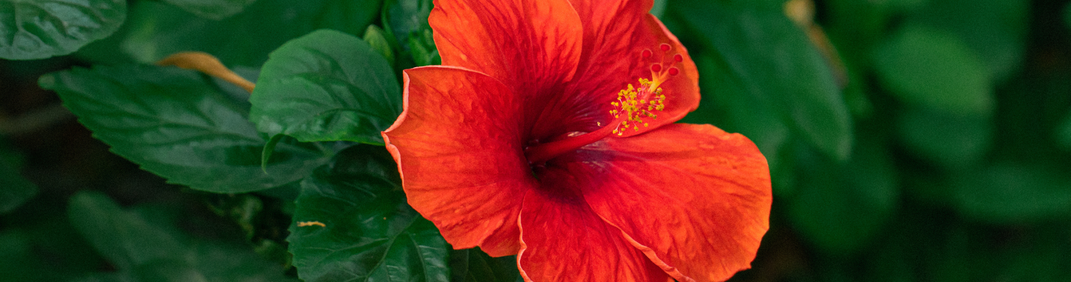 hibiscus oil