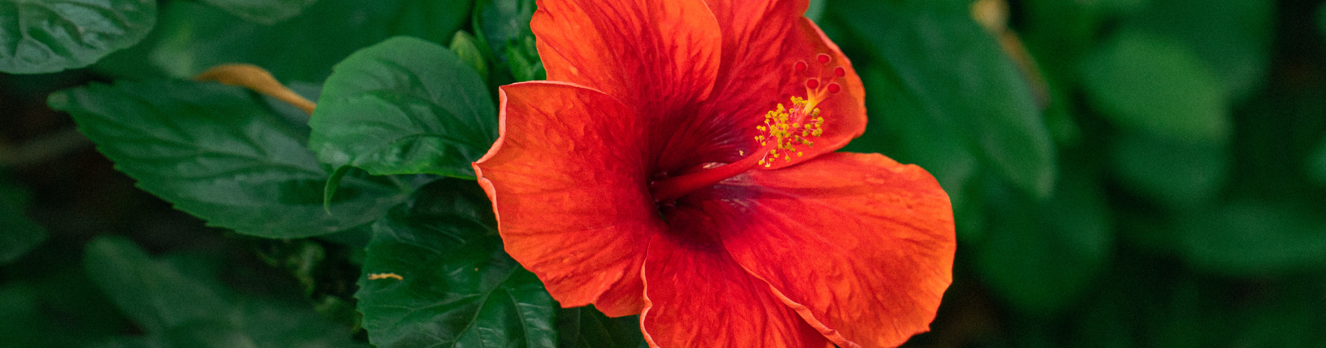 hibiscus oil