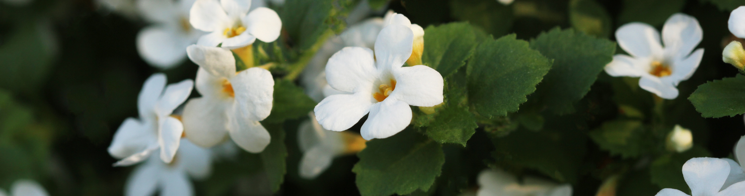 brahmi oil