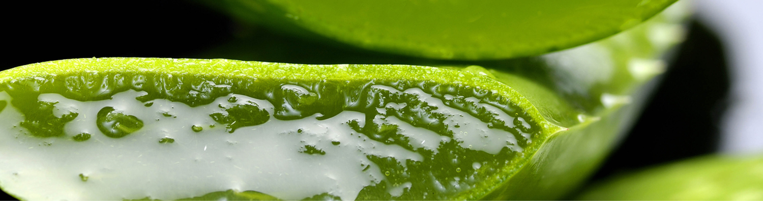 aloe vera for scalp