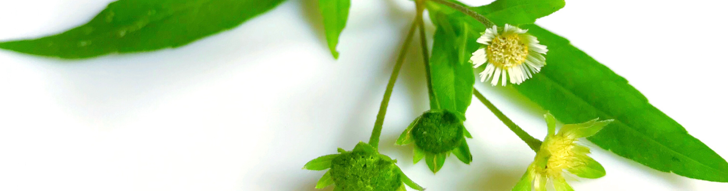 natural bhringraj for hair growth